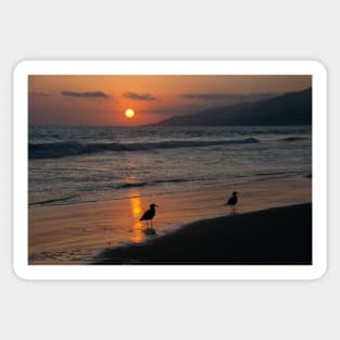 Heermann’s gull at sunset on Zuma beach. Sticker